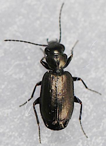Syntomus foveatus